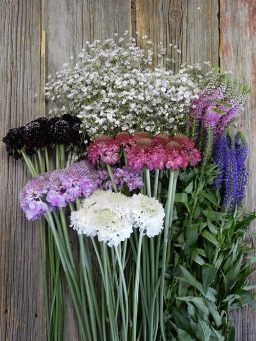 ECUADORIAN FIELD FLOWERS ASSORTED COLORS COMBO BOX